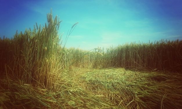 July 2014: Charlton Crop Circle