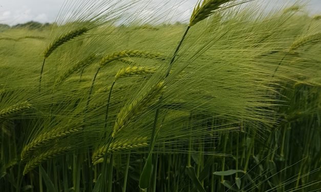 No Bosses, No Masters, No Controllers