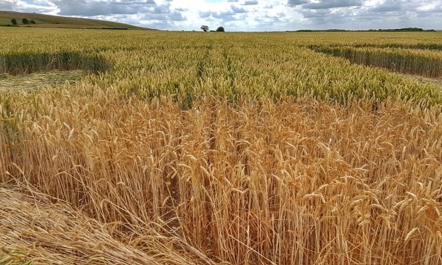 Video: A Night of Crop Circling 2019