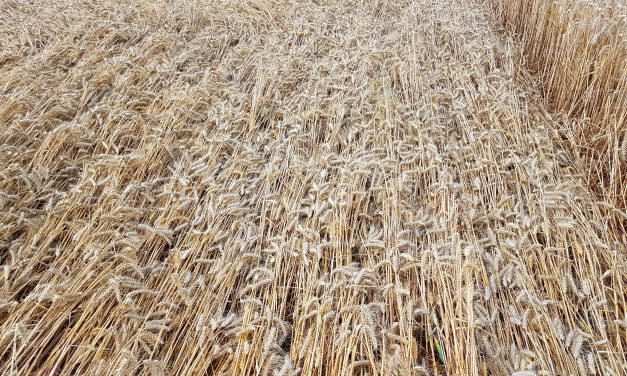 Books: CROP CIRCLES Signs of Intelligence