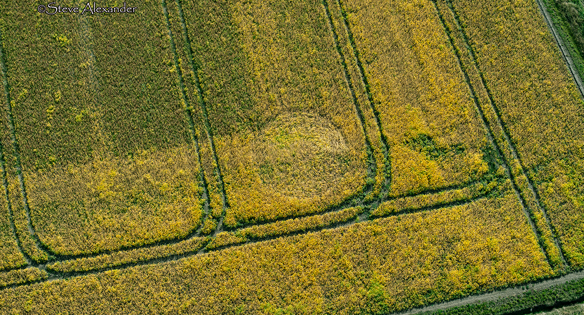 2020 Circles: Marden Copse, Chirton Bottom, nr Urchfont, Wiltshire