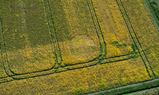 2020 Circles: Marden Copse, Chirton Bottom, nr Urchfont, Wiltshire