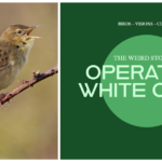 Operation White Crow