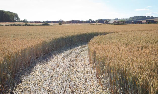 2022 Circles: Lay Wood, Devizes, Groundshots