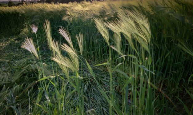 2023 Circles: Broad Hinton Groundshots