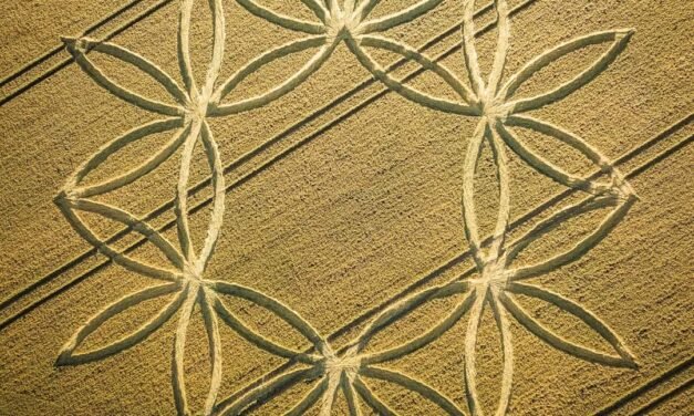 2023 Circles: Norton Plantation, Scratchbury Hillfort, Norton Bavant, nr Warminster, Wiltshire