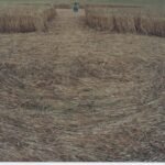 An Unrecorded Crop Circle?