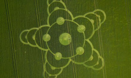 2026 Circles: Jacks Castle Plantation, Kingsettle Hill, Somerset