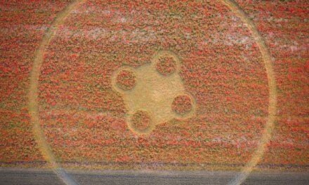 2026 Circles: Etchilhampton Hill, Wiltshire