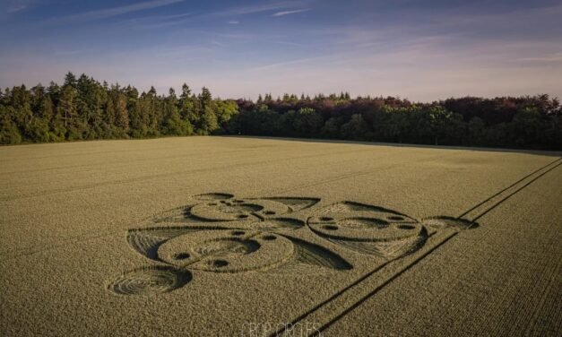 2026 Circles: First Broad Drive, Grovely Wood, Wiltshire