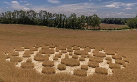 2026 Circles: Zeals Knoll, Mere, Wiltshire