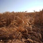 2026 Circles: Roundway Groundshots